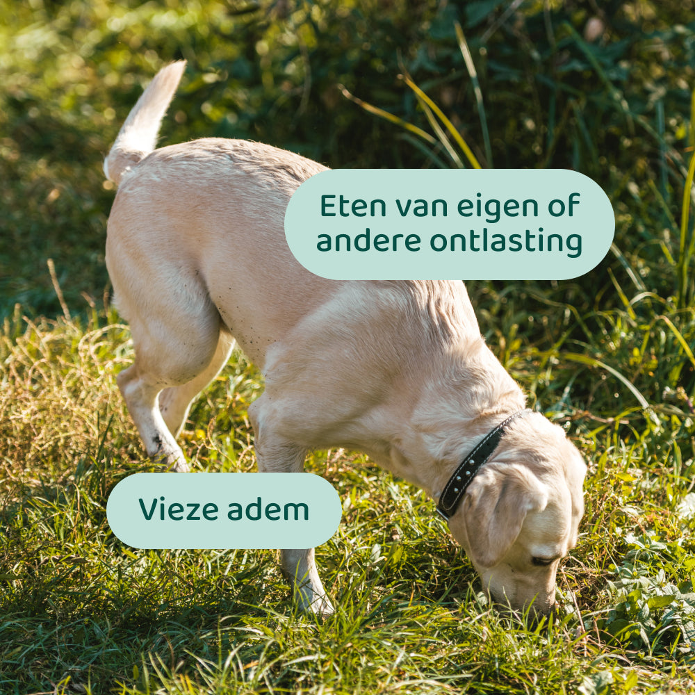 Anti Poep Eten 🌿 60 snoepjes