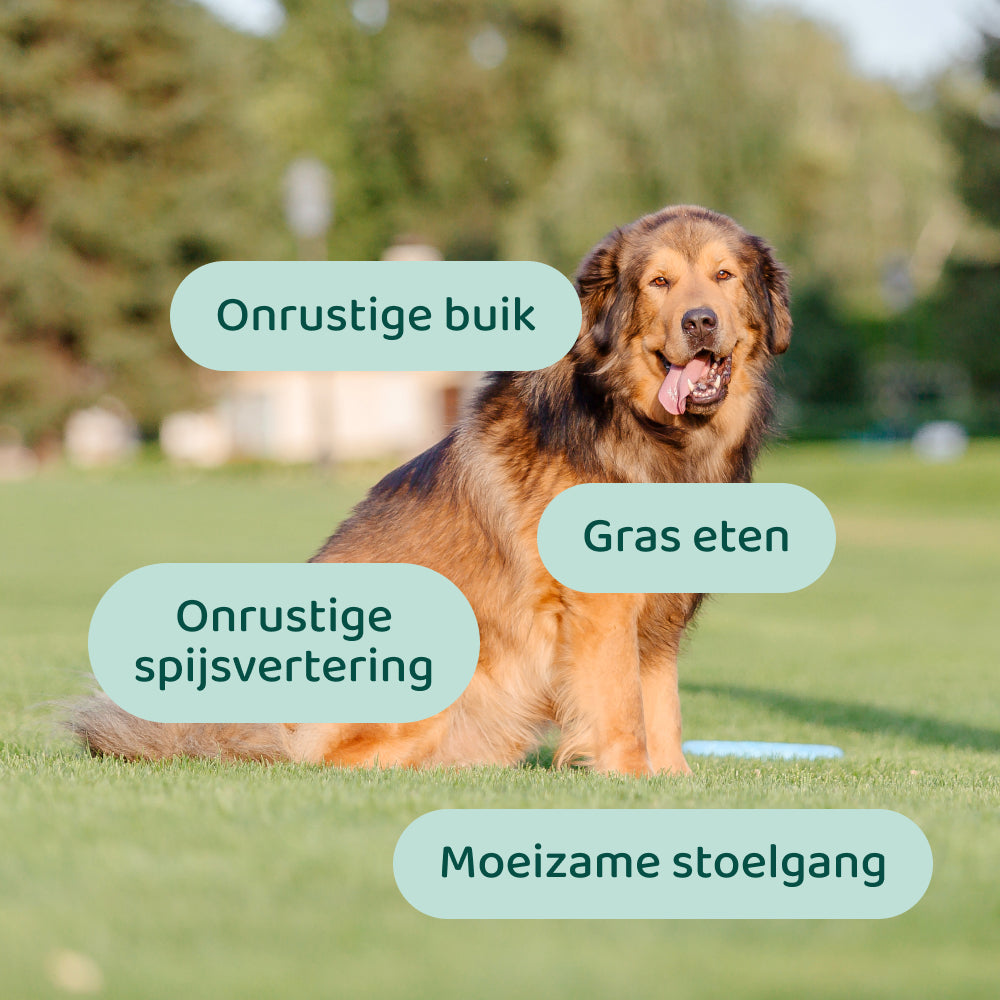 Probiotica Forte GroteHond⁺ 🌿 90 snoepjes