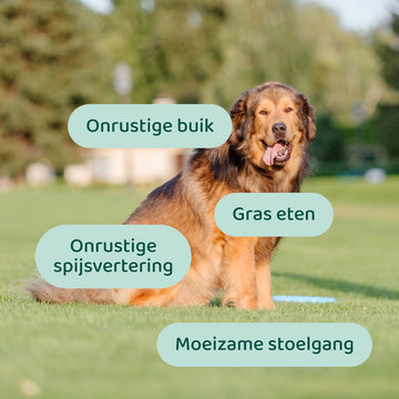 Probiotica Forte GroteHond⁺ 🌿 90 snoepjes