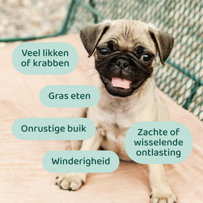 Puppy Probiotica (Zonder vlees) 🌿 45 chews