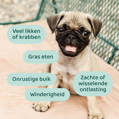 Puppy Probiotica (Zonder vlees) 🌿 45 chews