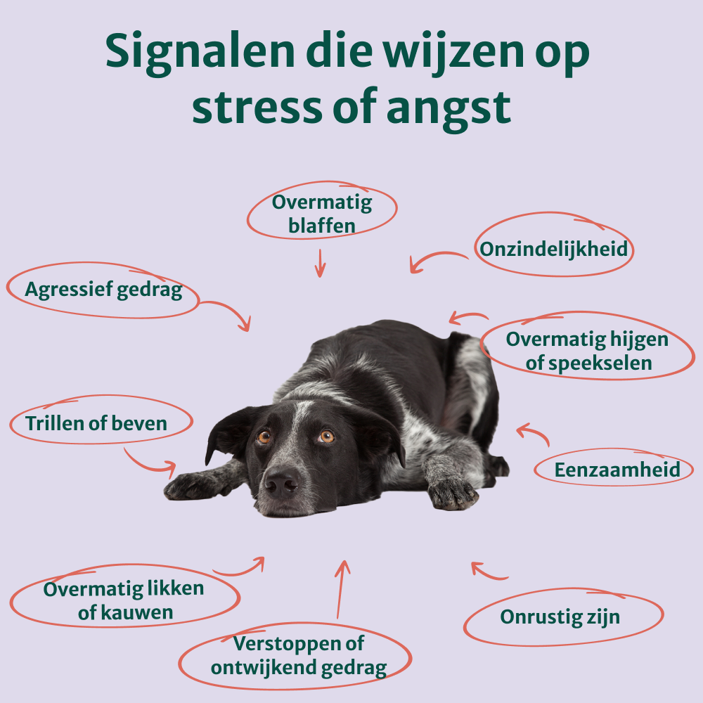 Anti-Stress & Angst | Bevordert rust en stressverlagend | 60 snoepjes