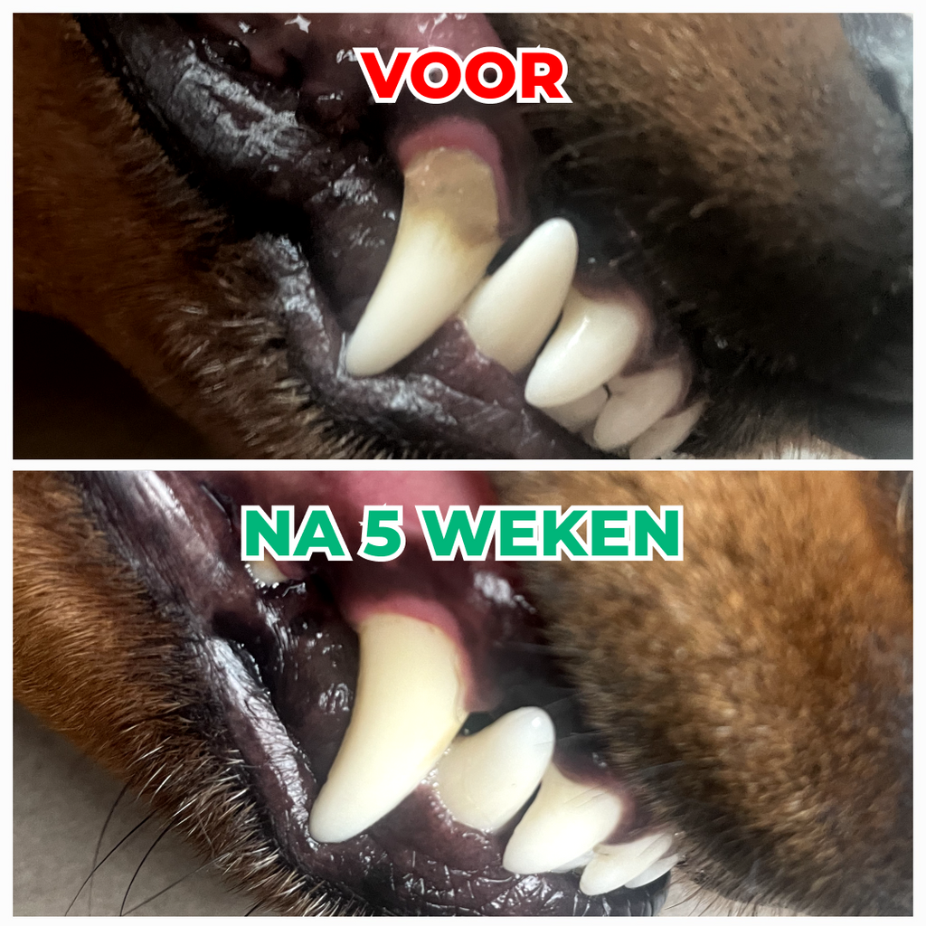 Dental Bright | V2