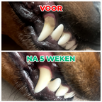 Dental Bright | V2