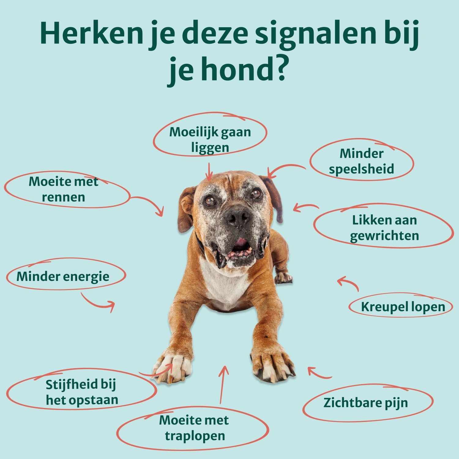 Heup & Gewrichten supplement | 100% natuurlijk | 60 snoepjes